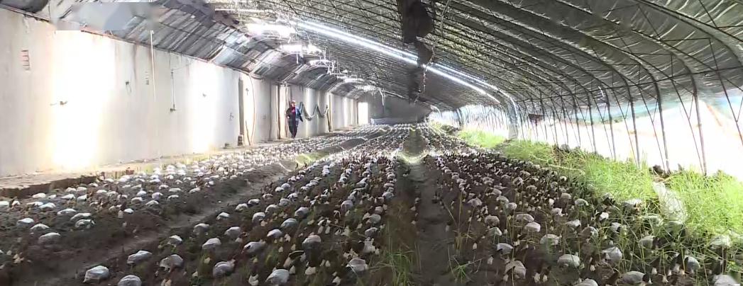 广灵县:院县合作推动羊肚菌种植产业发展