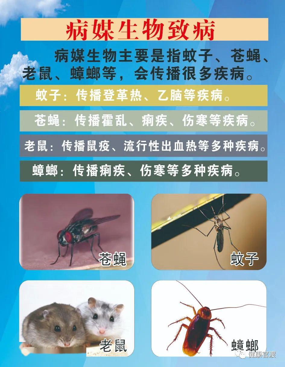 【爱国卫生月】官渡区病媒生物防制宣传知识(四)防制蟑螂的方法