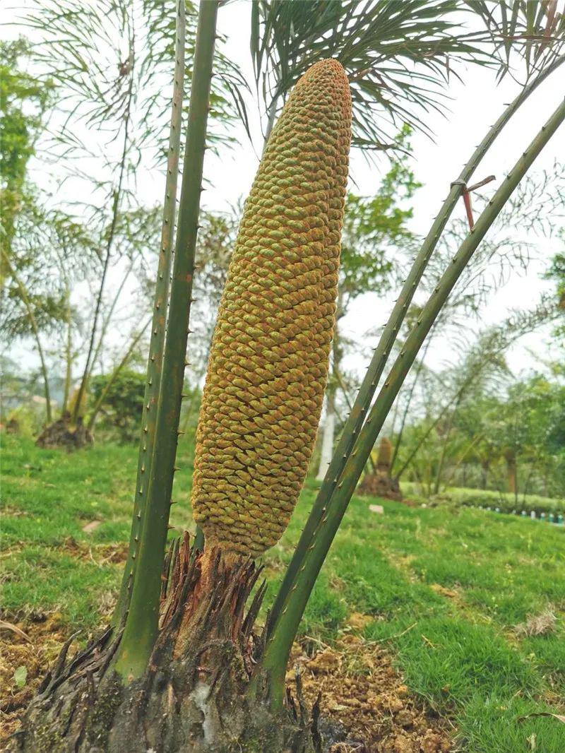 速来围观!德保苏铁开花啦