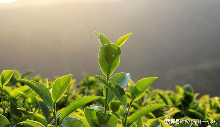 春茶,夏茶,秋茶,你知多少?_茶叶