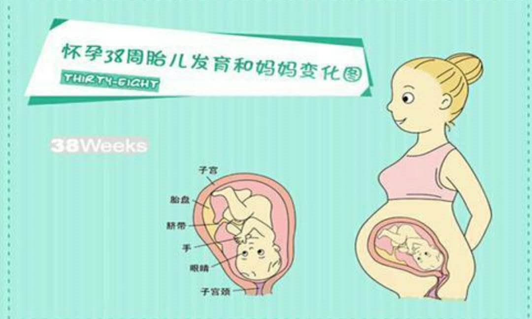 孕妇怀孕38周,胎儿双顶径8.1厘米,正常吗?_妈妈