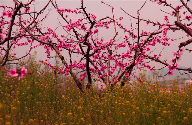 最美春景|最美人间四月天,钢城桃花开满山