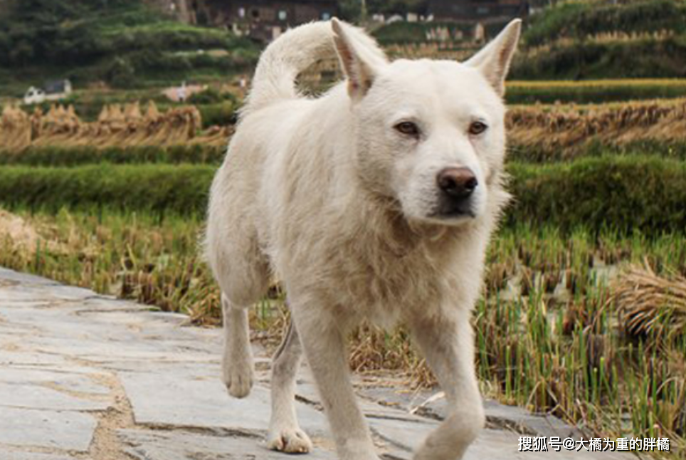 这6种狗狗既通人性又聪明 只忠诚于主人 全都不是 白眼狼 杜宾