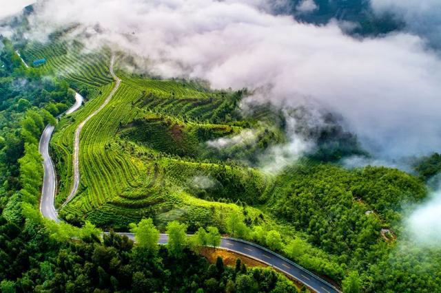 都匀螺蛳壳茶山 卢桃 摄