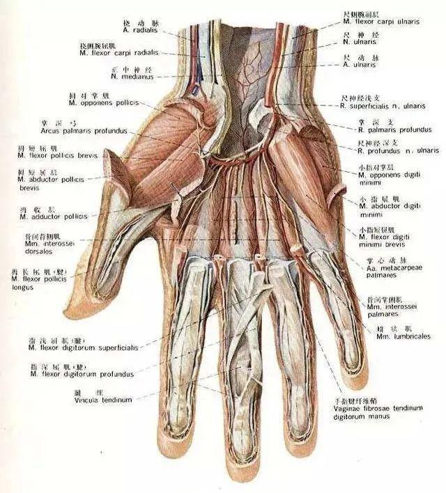 手部基础的解剖结构包括骨骼,关节,肌肉,神经,脉管