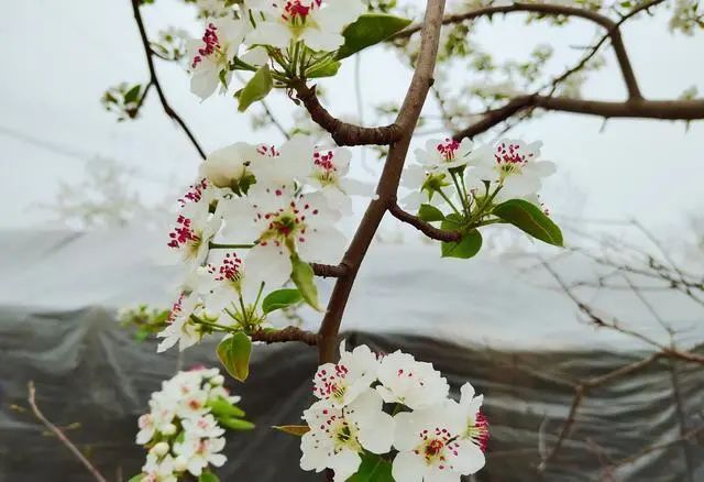 春日诗词大会,忽如一夜春风来,千树万树梨花开,梨花的诗句汇总