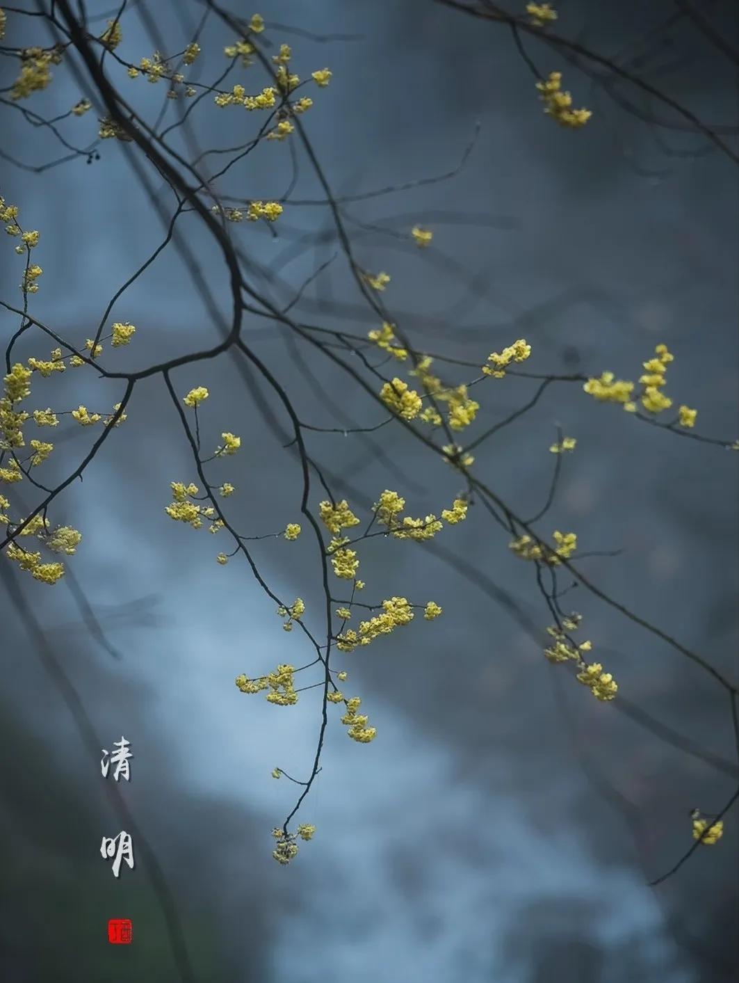 丨清明时节雨纷纷丨