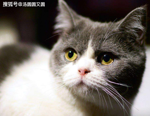 个人养宠经验分享 猫叫猫子的声音吓人 叫猫子哭的声音渗人 母猫