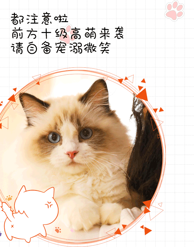 开进小区里撸猫公馆 里面住着一群吃着可爱多长大的喵星人  20 只软萌