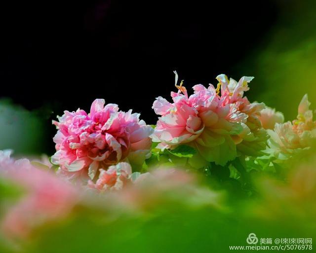洛阳牡丹透过阴霾傲骨绽放,依然玉笑珠香,冠绝群芳.