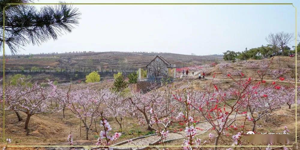 桃花岛 等你来嗅芬芳_乡村