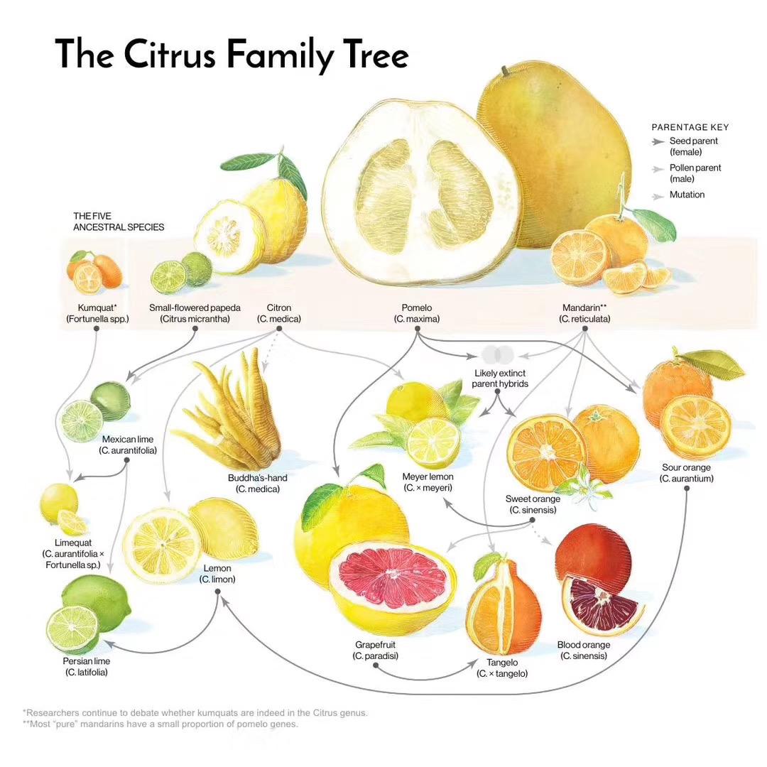今天的橙,柚,金橘等柑橘类水果,基本上都来自于三个野生种的后代.