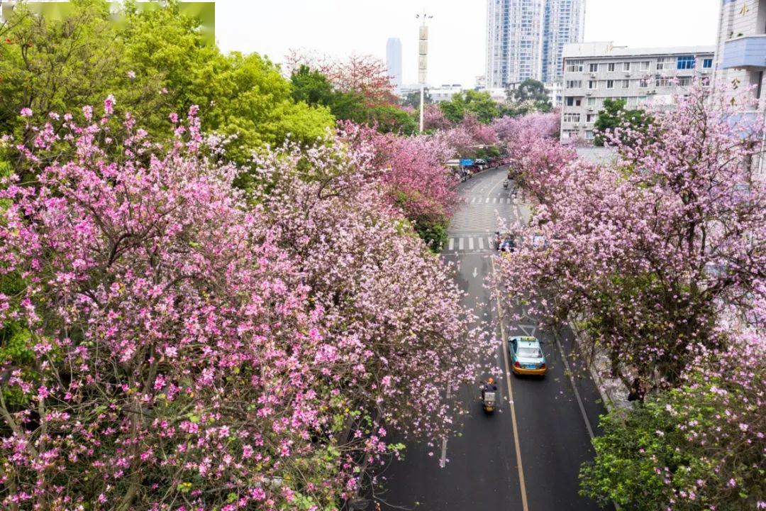 柳州被外文网站称为"仙境"!"紫荆花城"获世界关注!(视频)