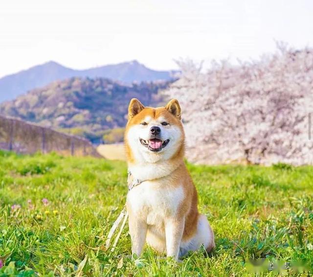 柴犬与花的合照,治愈了无数人:愿山河无恙,岁月无殇