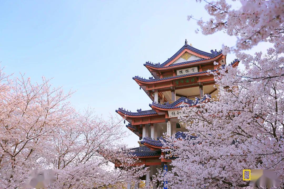 赏樱楼位于  鼋头渚樱花林核心地带,是樱花林内标志性建筑景观,也是