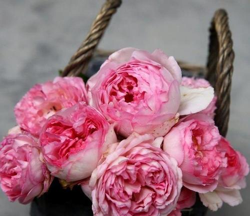 �¼�����Ʒ��������ܽ����,˶�󻨶�����Ũ������,������Կ�!