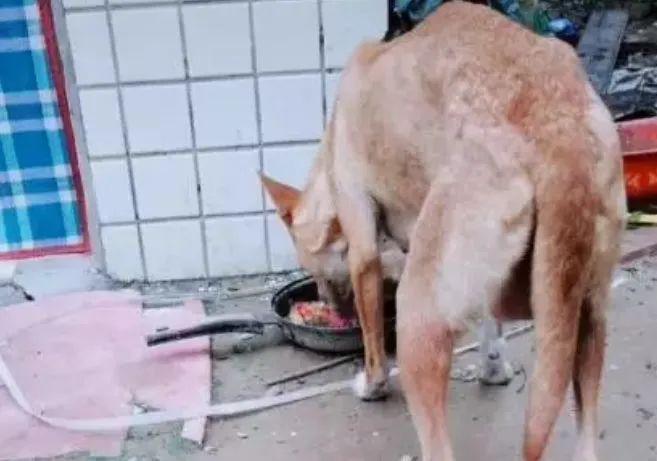 怎么哄狗狗吃饭 63992fbe47c44941b74a9c149398498a.jpeg