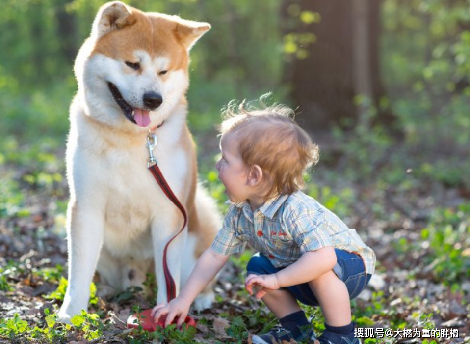 这6种狗狗既通人性又聪明 只忠诚于主人 全都不是 白眼狼 杜宾