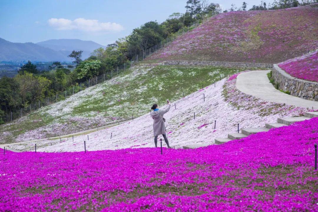 宁波的这个山谷竟藏着片"北海道网红花海"!现在去正好