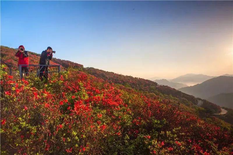 阳明山赏高山杜鹃花海,零陵古城汽车纯玩一日游159元/人