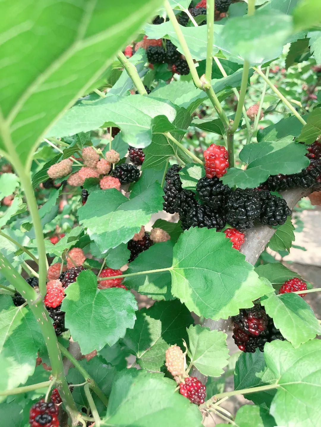 南沙万顷沙桑果基地开园啦!29.9元两大两小食尽全场,周末出来浪啦!