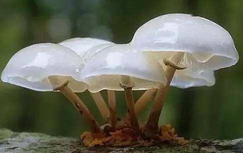 随着气温逐渐升高 降雨逐渐增多 山中的野生蘑菇开始疯长 很多品种藏