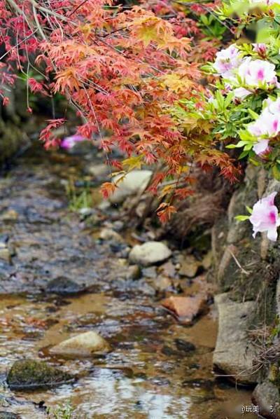 清明来雨儿飘踏青时节里花儿俏赏花野餐妙