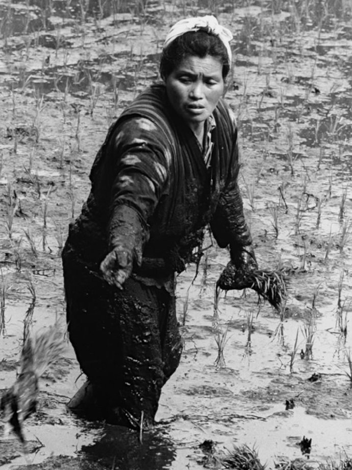 老照片:1955年拍摄的日本农民种地