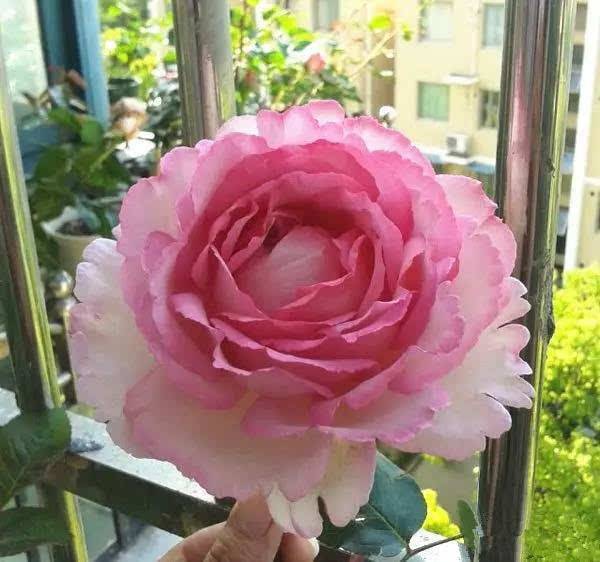 �¼�����Ʒ��������ܽ����,˶�󻨶�����Ũ������,������Կ�!