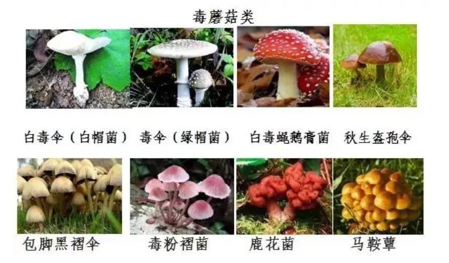 预防野生毒蘑菇中毒的风险警示