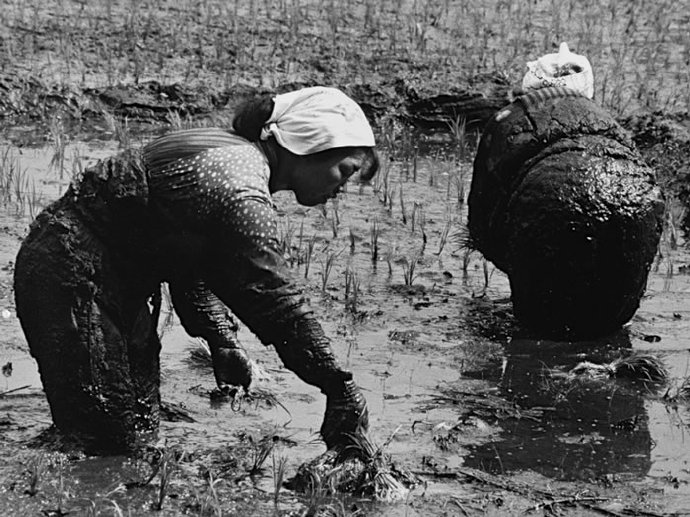 老照片:1955年拍摄的日本农民种地