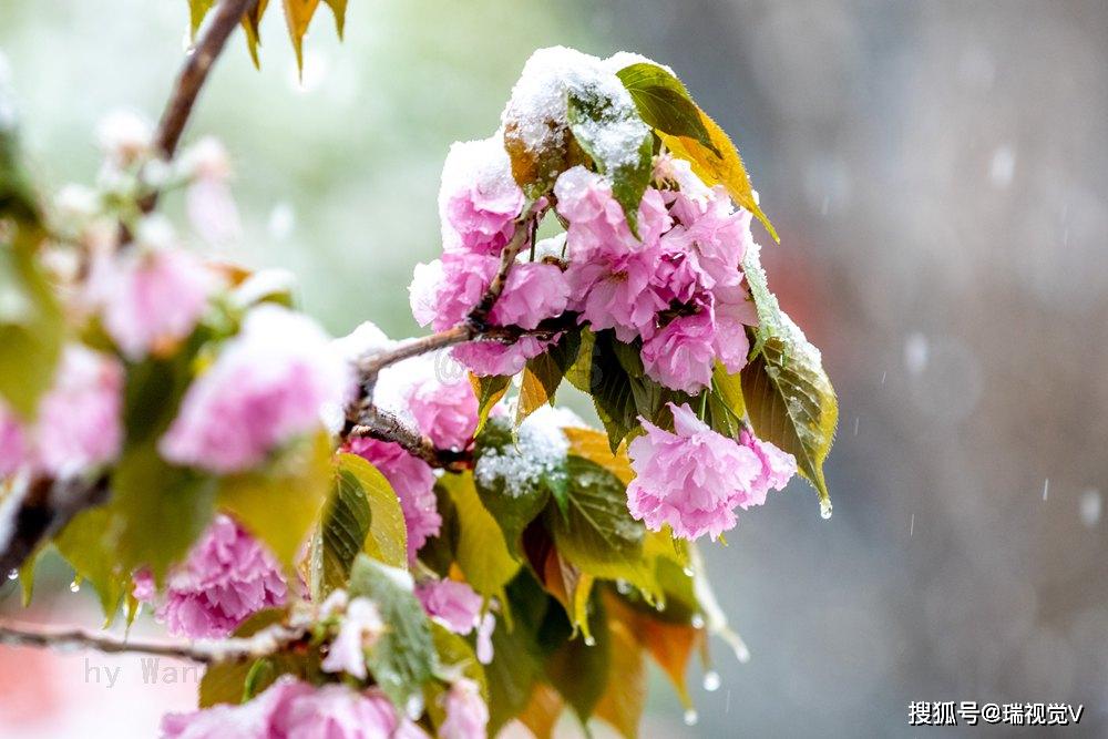 樱花雪:阳春三月樱花开,鹅毛大雪20年来降雪最晚