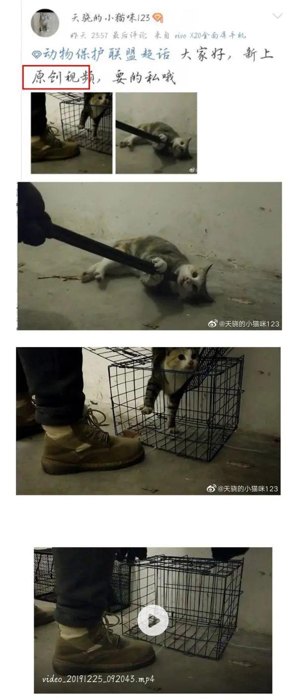 大学生拍虐猫视频贩卖，发微博道歉
