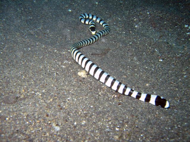 世界十大毒蛇之一的巨环海蛇,是一种水陆两栖蛇分布范围也很广!