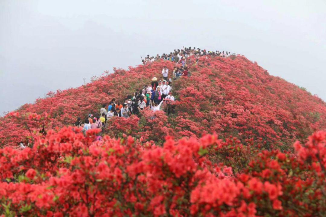 丹寨龙泉山绝美杜鹃花海,感受漫山遍野的盎然春意