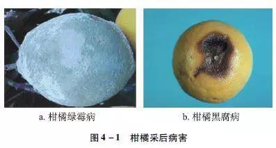 绿霉病( 图4-1a),酸腐病,蒂腐病,黑腐病(图4-1b) 和炭疽病,柑橘采后