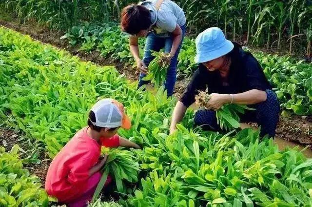 博雅视野丨乡村振兴:日本共享菜园的创新运营模式