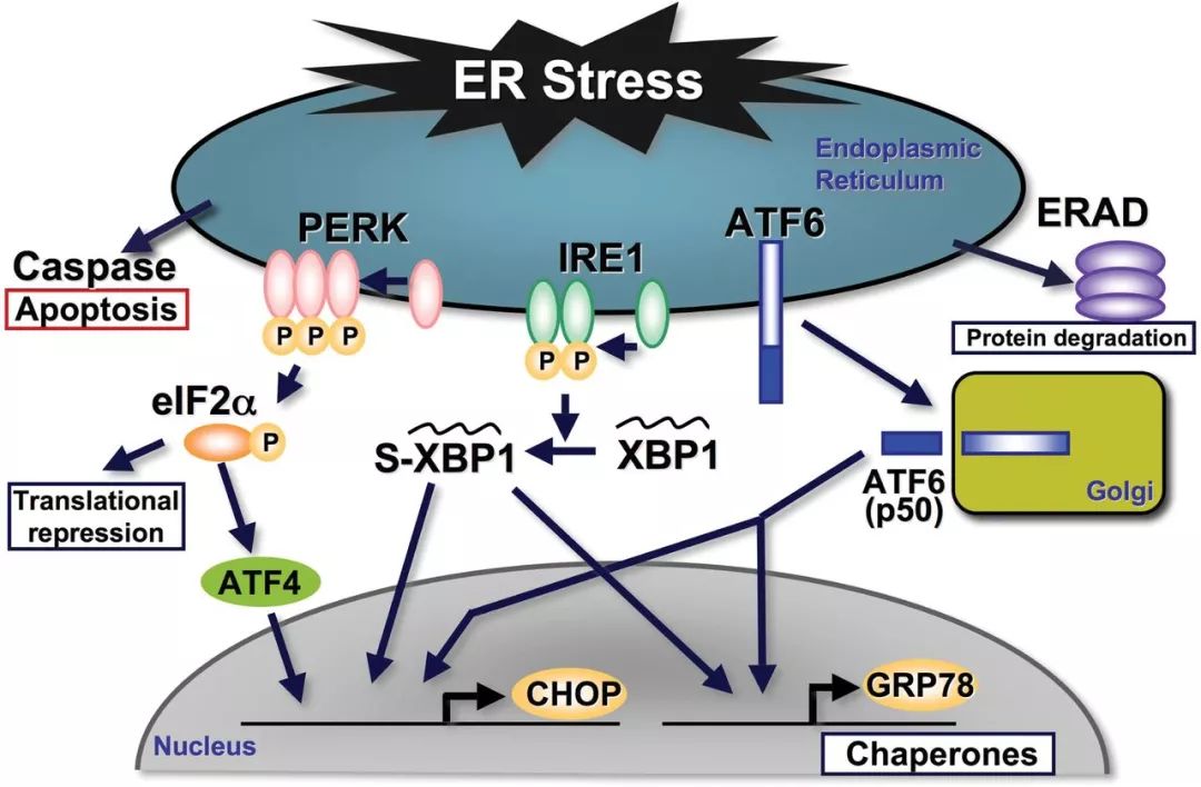 原创【知识】内质网应激
