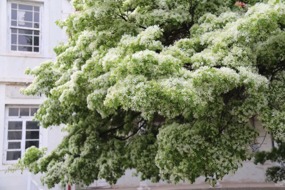 图源:牟平区博物馆流苏树的美,在于盛花期时的满树繁花,特别是到了