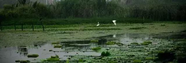 芜湖最大的湿地公园