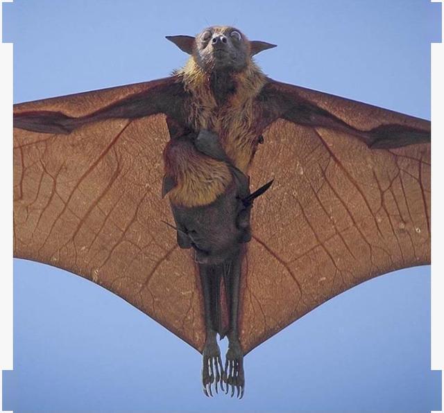 这种蝙蝠与众不同,拥有最庞大的体型,却不以吸血为生