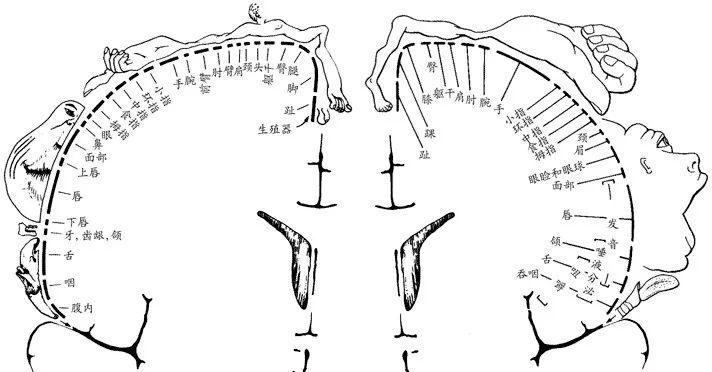 大脑皮质的各个不同区域在功能上具有不同的分工,如感觉区和运动区,但
