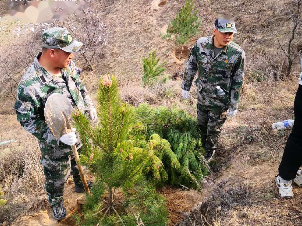 合道镇武装部组织民兵开展义务植树活动