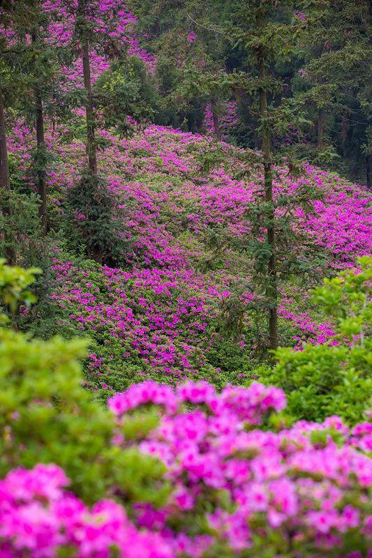 想看漫山遍野的杜鹃花吗就来南京这个幸福之地