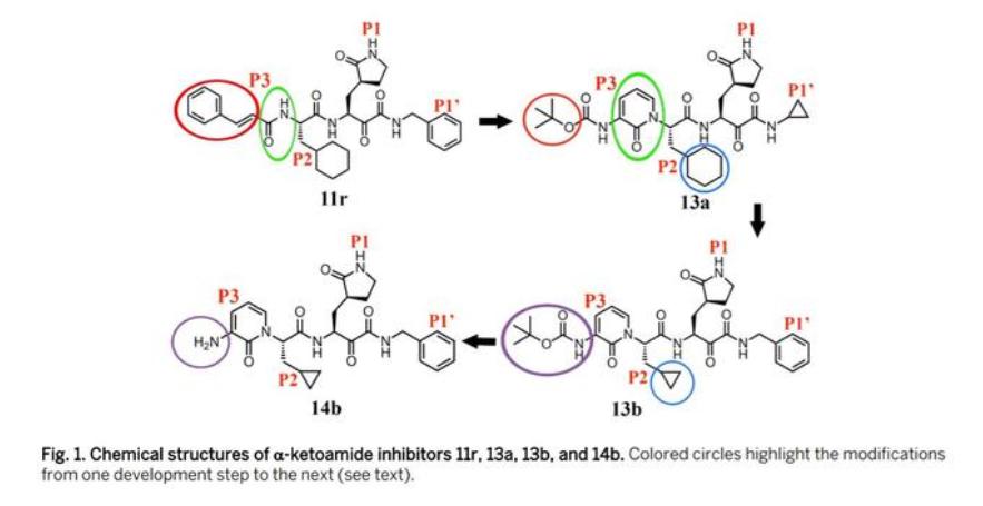【速阅系列】10篇cns:结构生物学研究下的新冠病毒