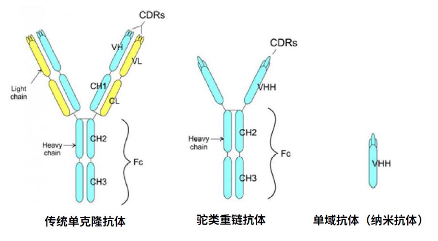 复宏汉霖创新研发新添利器成功构建超大库容人源化单域抗体噬菌体展示