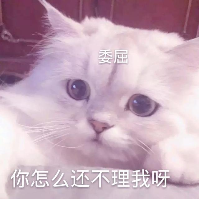 猫咪表情包合集|我小猫咪的心好痛