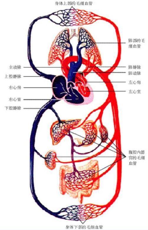 肺循环: 右心室→ 肺动脉→ 肺部毛细血管网→ 肺静脉→ 左心房