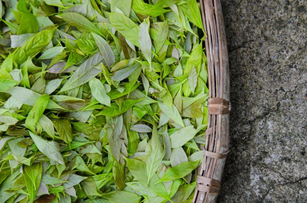 采茶否说缙云山上有一种茶甜的像饮了花蜜