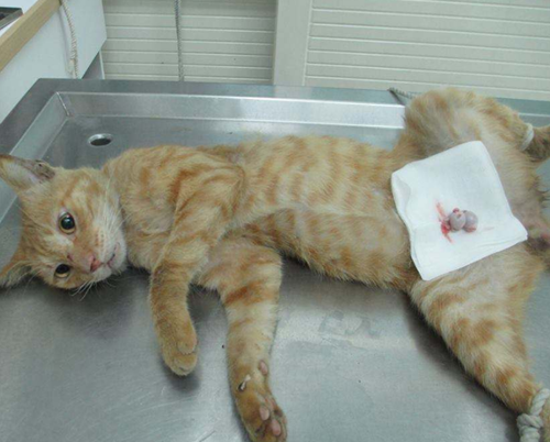 个人养宠经验分享猫结扎后不理猫粮猫结扎后吃两口不吃了